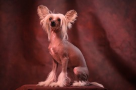 Chinese crested