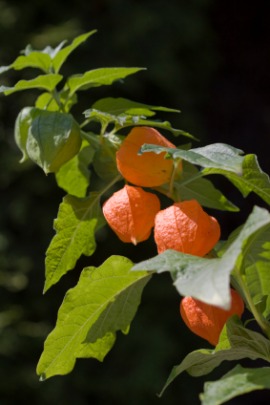 Chinese-lantern plant