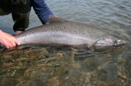 chinook salmon