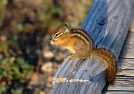 chipmunk