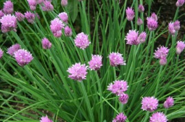 chives