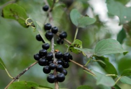 chokecherry