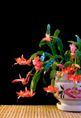 Christmas cactus