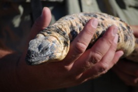 chuckwalla