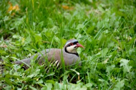 chukar