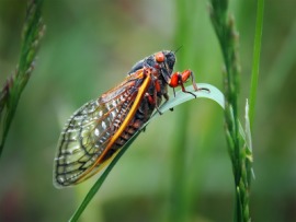 cicada