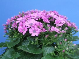 cineraria