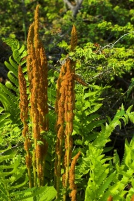 cinnamon fern