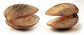clamshell