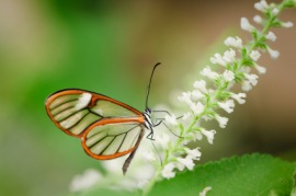 clearwing