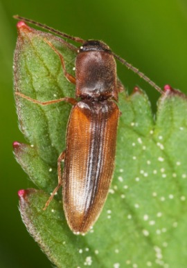 click beetle