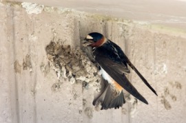 cliff swallow