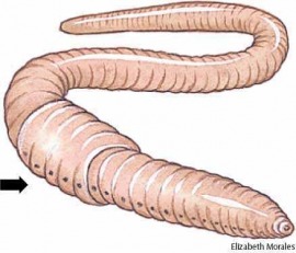 clitellum