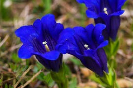 closed gentian