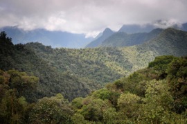 cloud forest