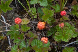 cloudberry