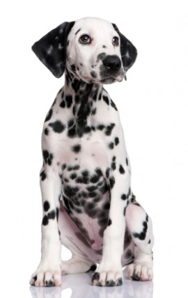coach dog