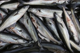 coalfish