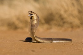 cobra