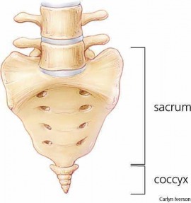 coccyx