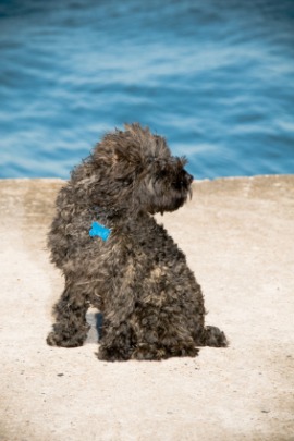 cockapoo