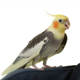 cockatiel