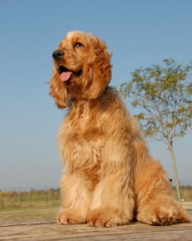 cocker spaniel