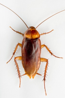 cockroach
