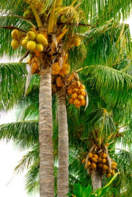 coco
