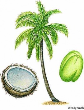 coconut palm