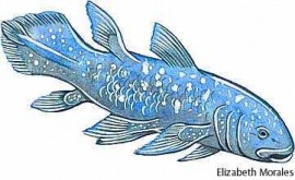 coelacanth