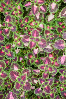 coleus