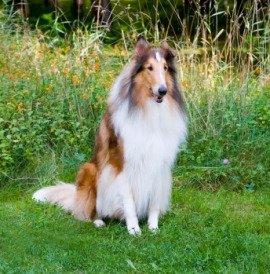 collie