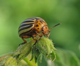 Colorado beetle