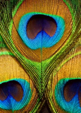 coloration