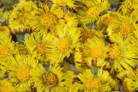 coltsfoot