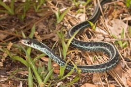 colubrid