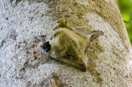 colugo