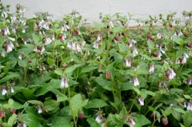 comfrey