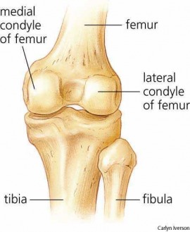 condyle