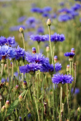 cornflower