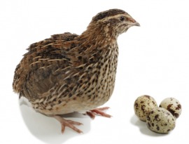 coturnix