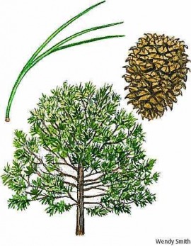 Coulter pine