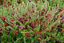 cranberry bush
