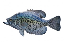crappie