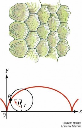 cycloid