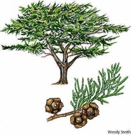 cypress