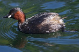 dabchick