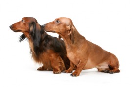 dachshund