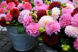 dahlia